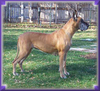 INT'L / UKC CH. Lagarada's Gold N Jewel