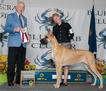 GCH CAB's Lagarada Puttin On The Ritz
