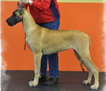 CAN CH. Lagarada's Princess Katherine