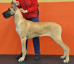 CAN CH. Lagarada's Princess Victoria
