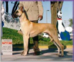 BISS CH. Lagarada's Golden Dreamaker