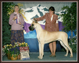 AKC GCH. Lagarada's Gotcha This Time