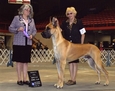 AKC / UKC CH. Lagarada's Turn Back Time