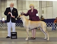 AKC / UKC GCH. Lagarada's Forever Lookin Back