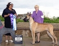 AKC / UKC / IABCA / CH. Lagarada Danehills Winds of Change