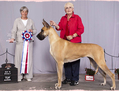BIS CFC ELITE CH / BIS RBIS BISS (CKC) GRAND CH EXCELLENT / Lagarada's Magical Memories, CGN