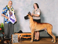 BISS (AKC) CH. Lagarada's XR Spitfire