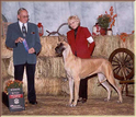 AKC / UKC CH. Lagarada's Gold N Cinders