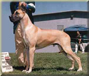 AM / CAN / INTL CH. Lagarada Feldmarschall Rommel