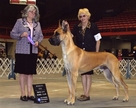 AKC / UKC CH. Lagarada's Turn Back Time
