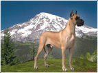 BISS AKC / UKC / INT'L CH. Lagarada's Aspen Gold, ROM, HOF
