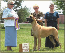 BISS AKC / UKC / INT'L CH. Lagarada's Aspen Gold, ROM, HOF