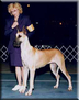 CH. Lagarada's Lady Ashley
