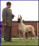 CANADIAN / NAT'L - INT'L CH. Lagarada's Gold N Contessa