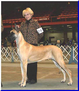 AKC / UKC CH. Lagarada's Purple Passion