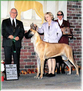 AKC / BIS (3x) JR. NAT'L / UKC CH. Lagarada Gold Always N Forever