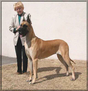 INT'L CH. Lagarada's Electric Gold