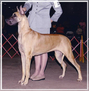 AKC / INT'L CH. Lagarada's Patent Pending