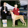 AKC / UKC / IABCA CH. Lagarada Danehills Written In The Wind