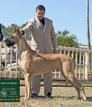 BISS AKC CH. / BIS UKC CH. / NAT'L CH. Lagarada's Autumn Gold