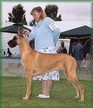 Tia - AM CH. / CAN CH. & BISS / INT'L CH. / UKC CH & BIS Lagarada's Gold N Tiara, CGC
