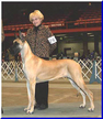 AKC / UKC CH. Lagarada's Purple Passion