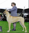 CH. Della's Lagarada Triple Knockout, RN