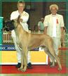 DANISH CH. Lagarada's Gold Kruggerand