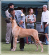 JAPANESE SUPREME BIS CH. Lagarada's Special Agent Mulder