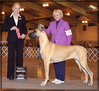 CANADIAN / UKC CH. Lagarada Sahara Prom Queen, RN, CGN